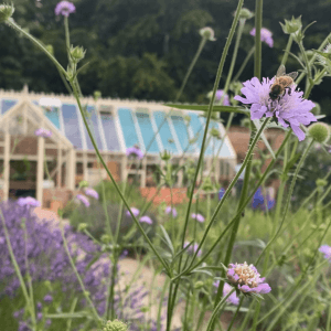 field scabious seeds