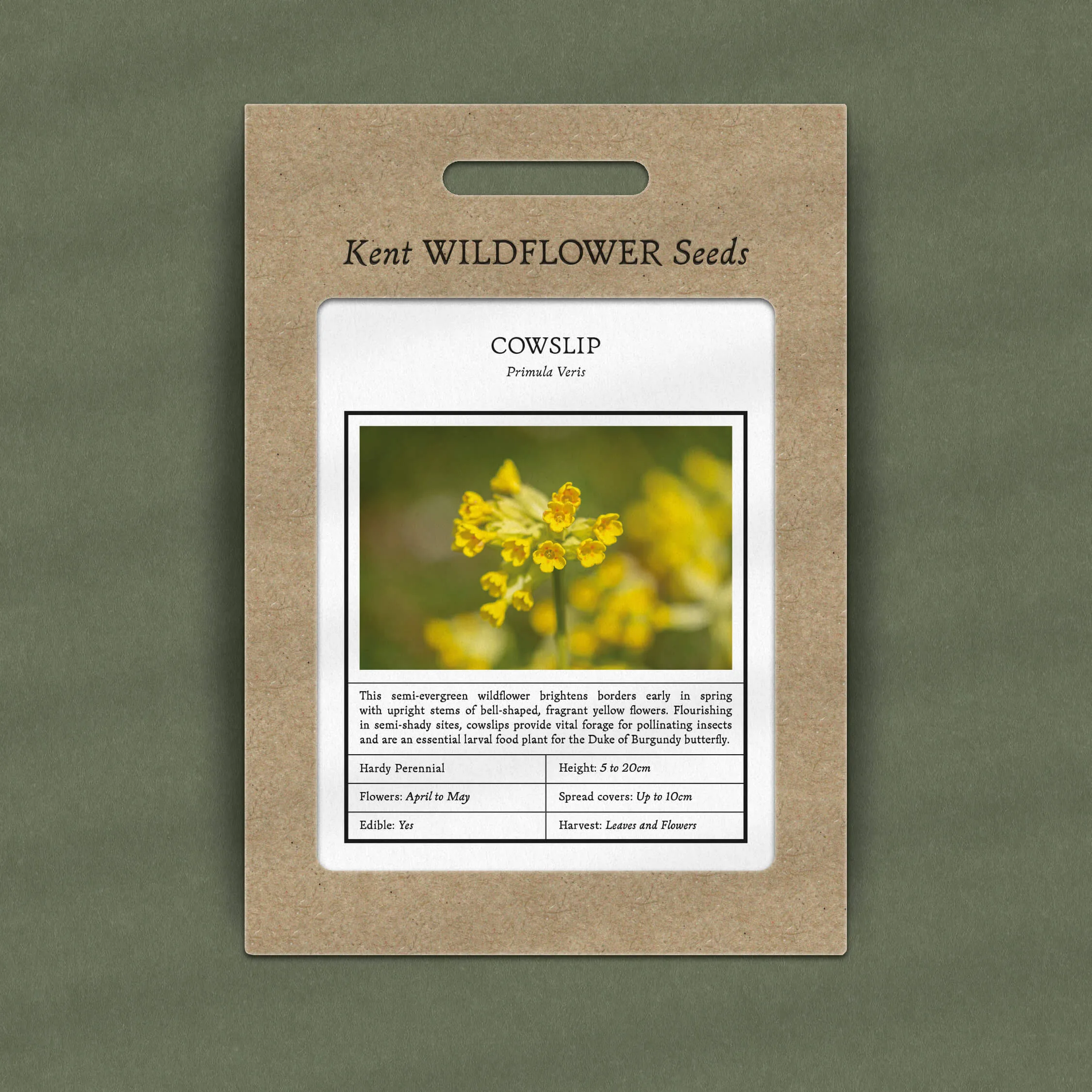 Cowslip Seeds - Primula veris - Image 2