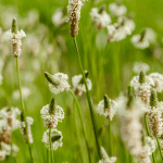 Ribwort plantain seeds