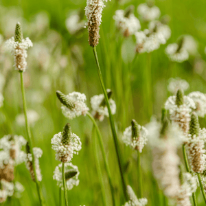Ribwort plantain seeds