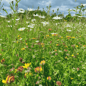 general purpose meadow mixture