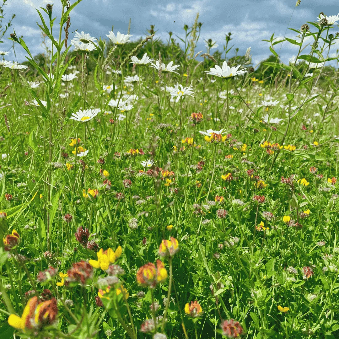 general purpose meadow mixture
