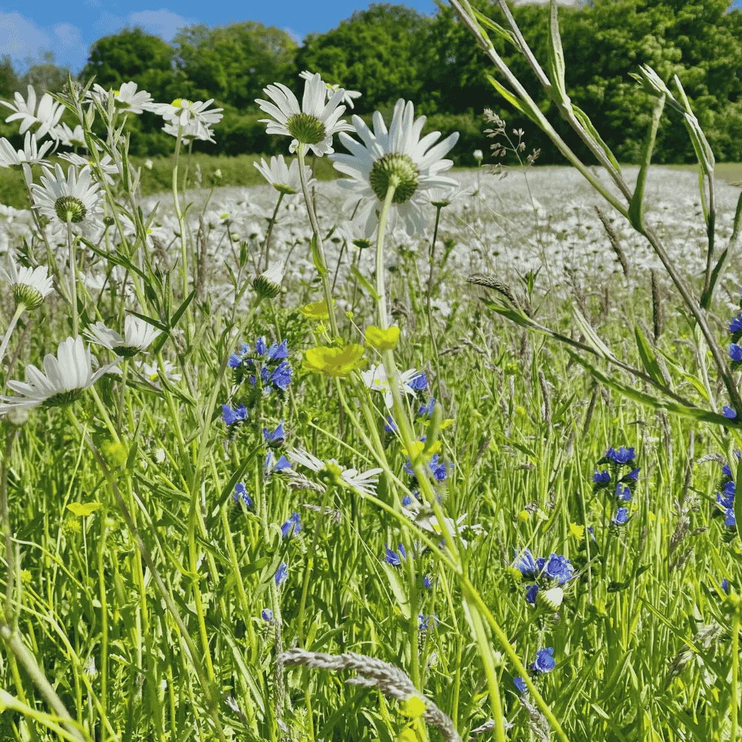 General Purpose Meadow Mixture KW2 - Image 4