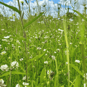 general purpose meadow mixture