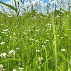 general purpose meadow mixture