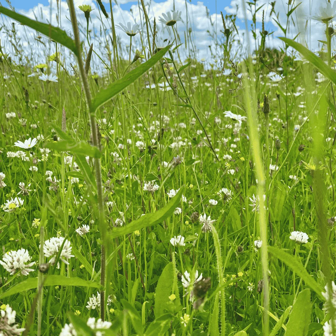 general purpose meadow mixture