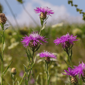 basic meadow mixture