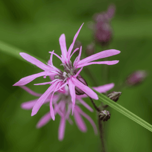 ragged robin seeds