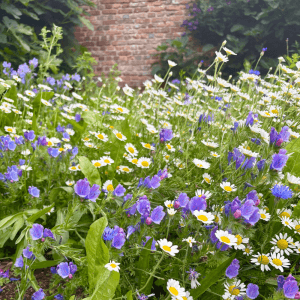 wildflowers for soil health