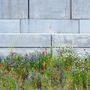 wildflowers for urban spaces