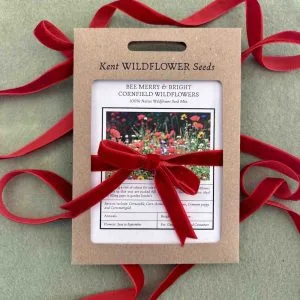 christmas wildflower