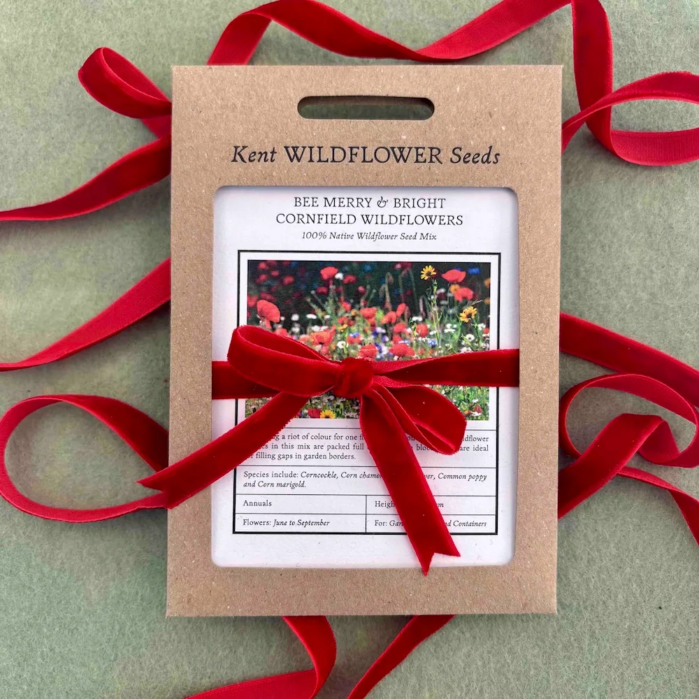 christmas wildflower