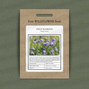 field scabious seeds