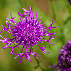 Greater Knapweed Seeds - Centaurea scabiosa