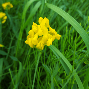 meadow vetchling seeds