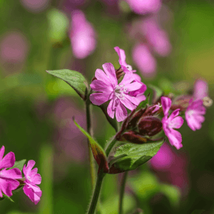 red campion seeds