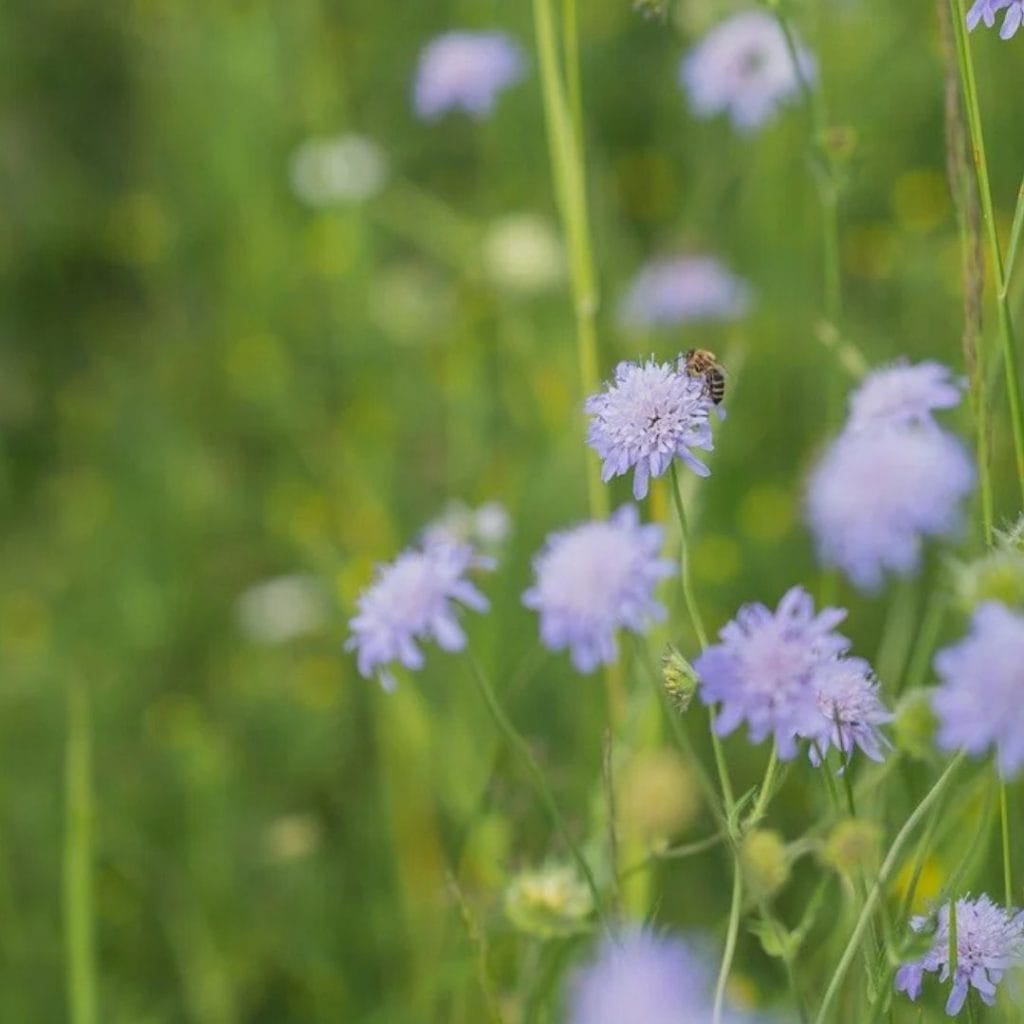 devils-bit scabious